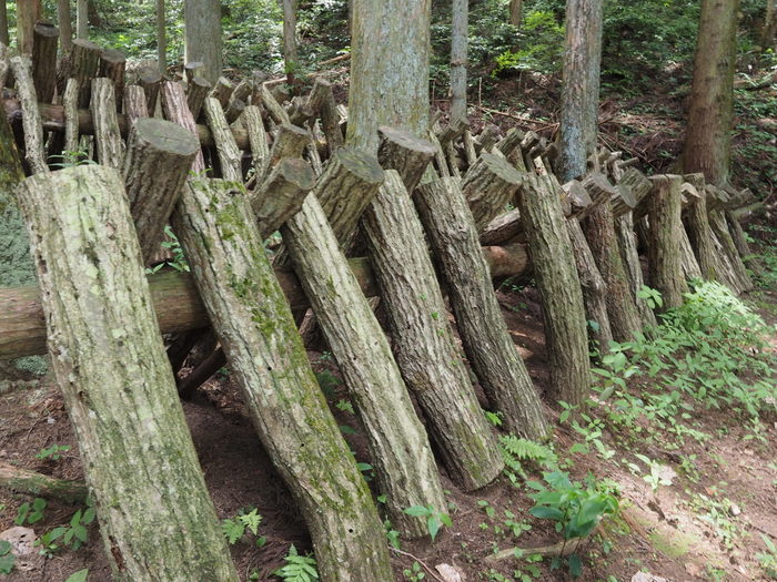 牛頭山登山_c0116915_00400733.jpg