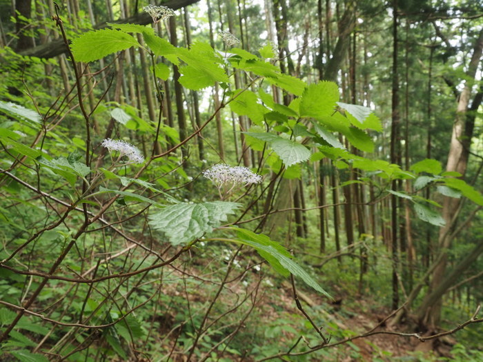 牛頭山登山_c0116915_00422249.jpg
