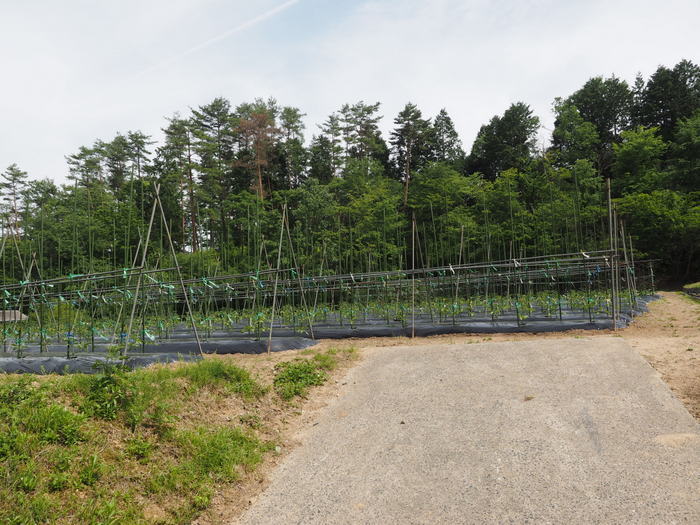 牛頭山登山_c0116915_00542997.jpg