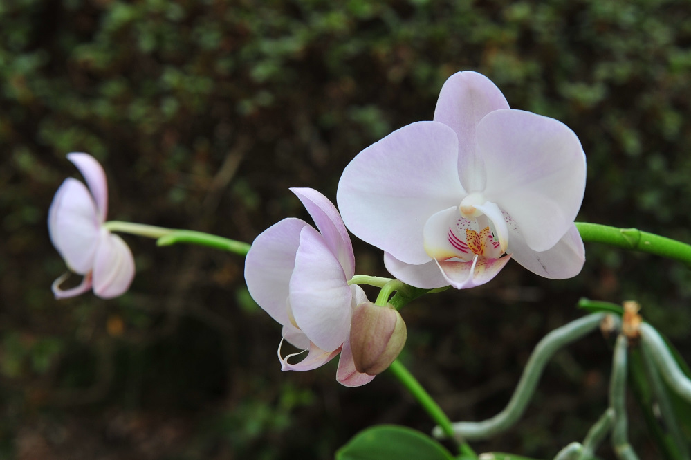 ラン らん 蘭 の花写真 2018_a0334126_13403136.jpg