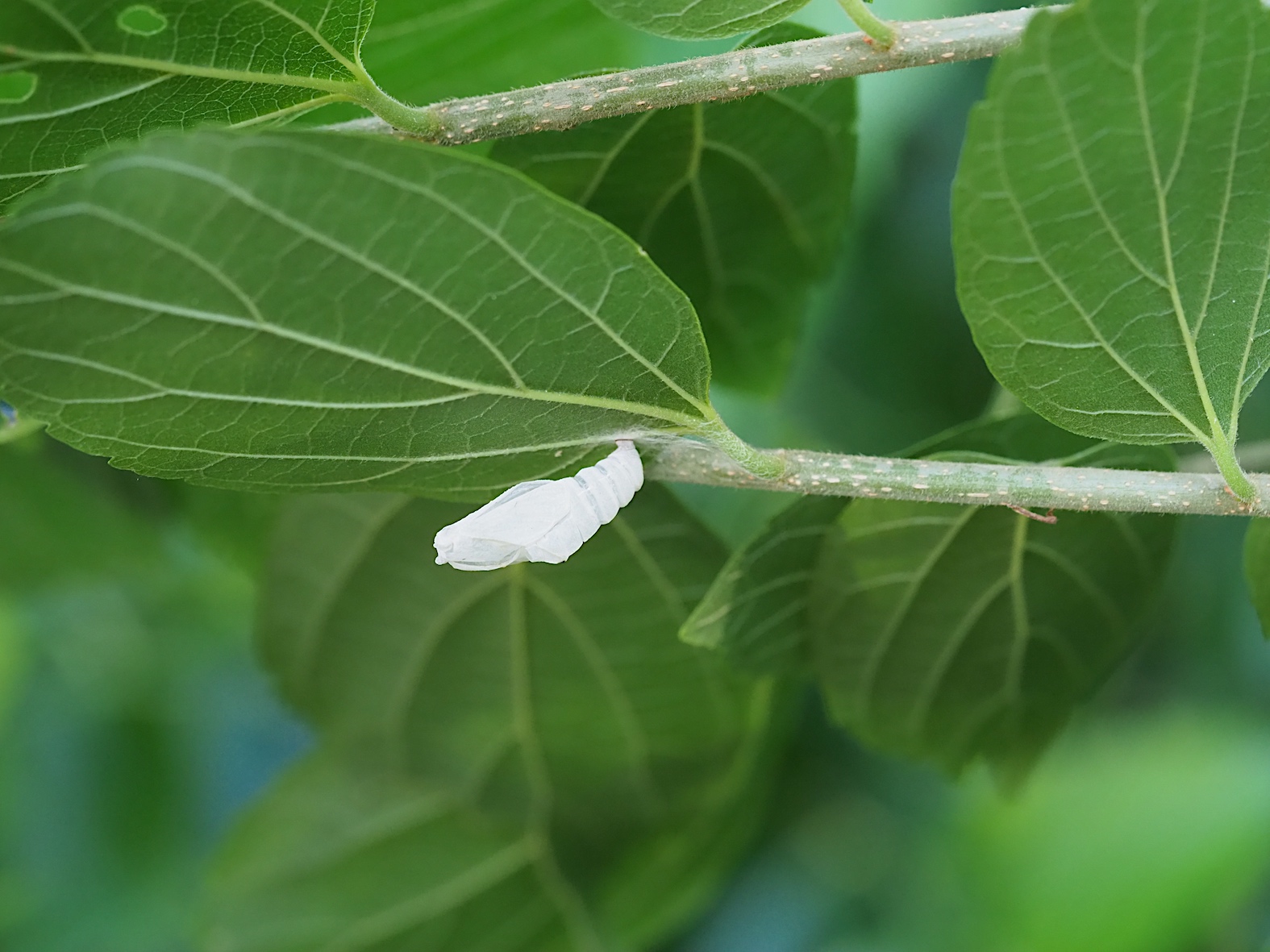 テングチョウの新成虫ほか（2018年5月26日）_d0303129_4444272.jpg