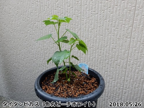 e0033229_1836582.jpg