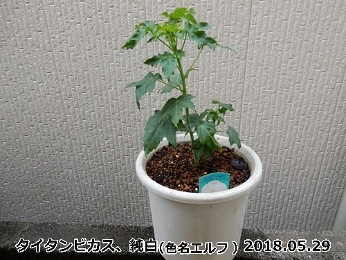 e0033229_18422980.jpg