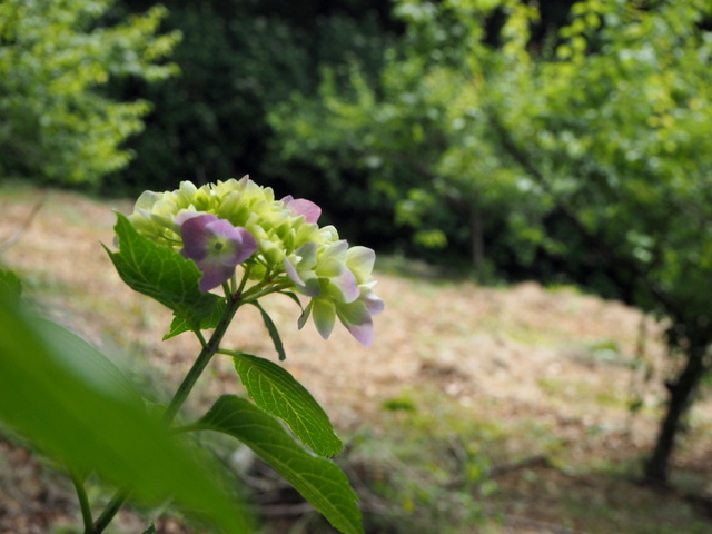 森、試し撮り_b0154134_08211490.jpg