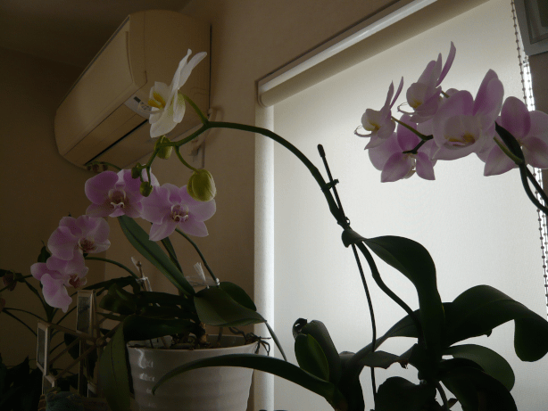 c0365341_20131352.gif