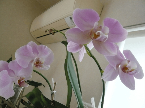 c0365341_20133459.gif
