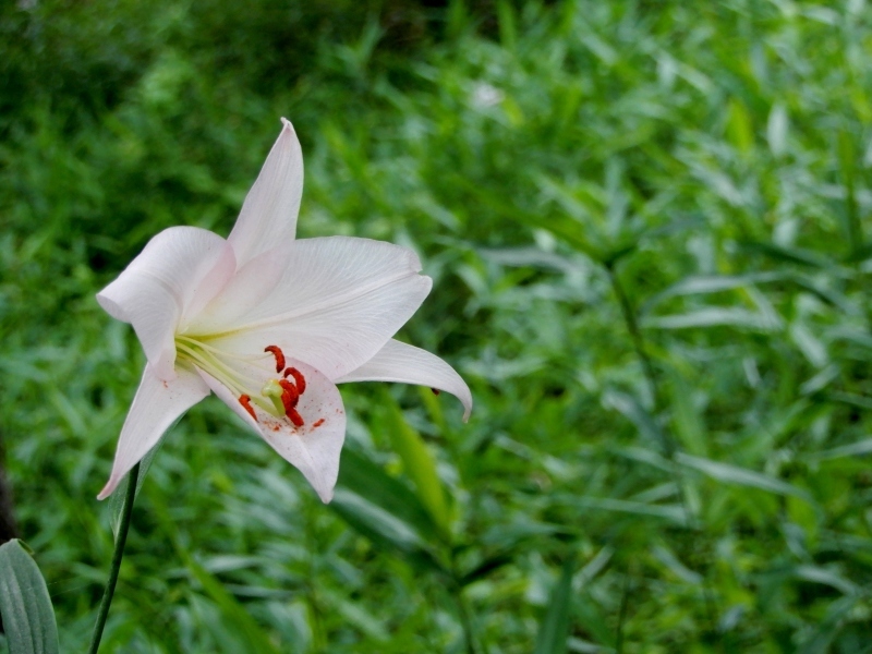 やまと美人ひとり ＊ one Japanese beauty_f0374041_15063604.jpg