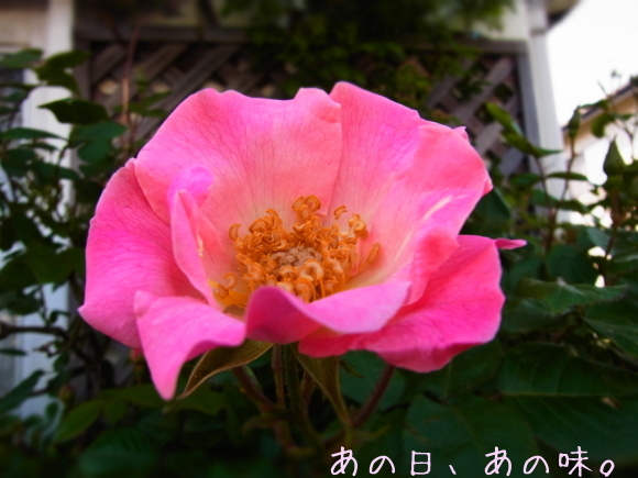 a0305046_08263040.jpg