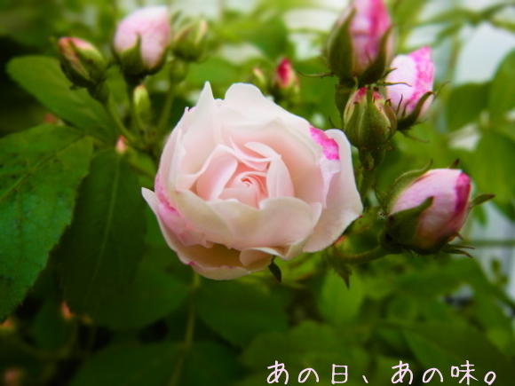 a0305046_08263569.jpg