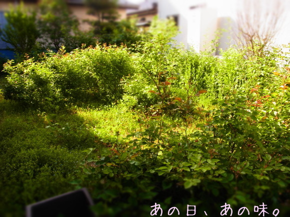 a0305046_08264036.jpg