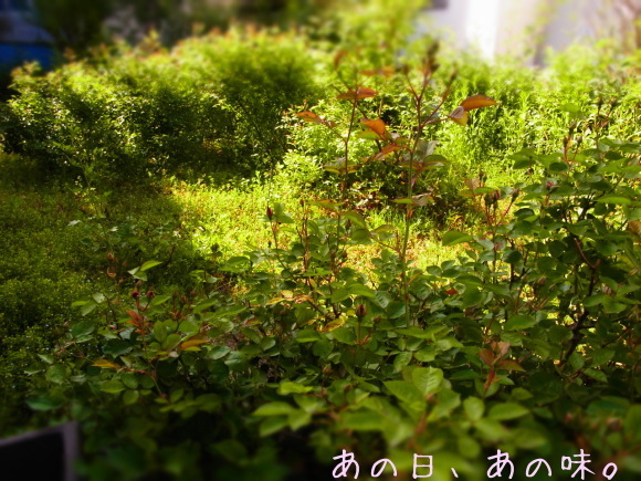 a0305046_08264765.jpg