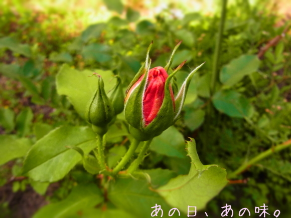 a0305046_08272424.jpg