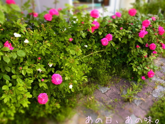 a0305046_08274456.jpg