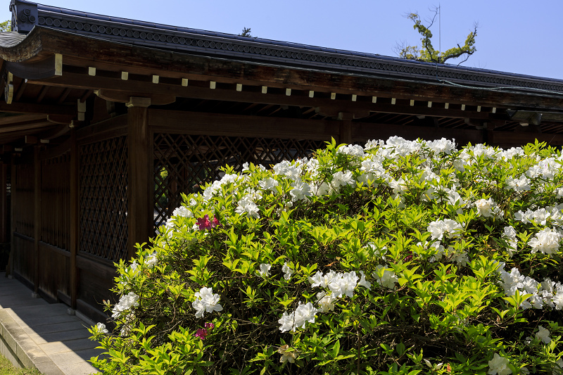 ツツジと春の花咲く城南宮_f0155048_0514594.jpg