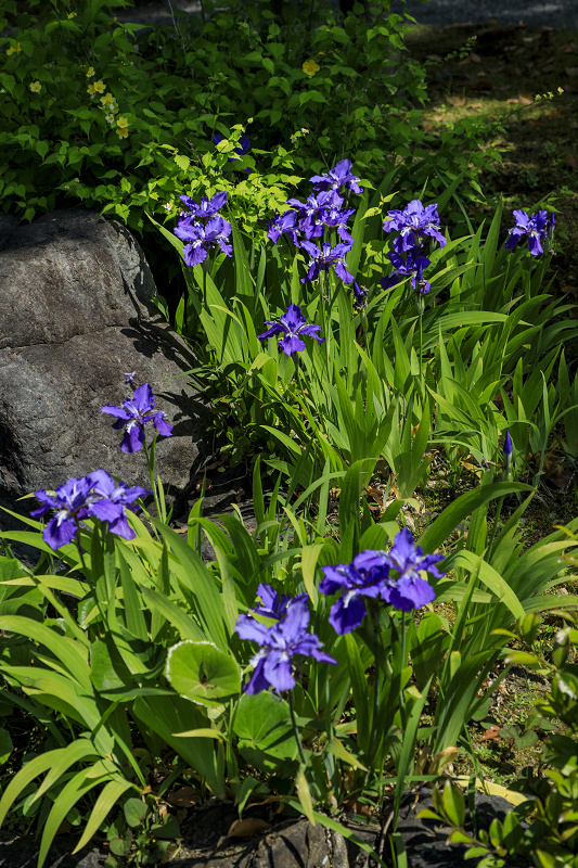 ツツジと春の花咲く城南宮_f0155048_0515162.jpg