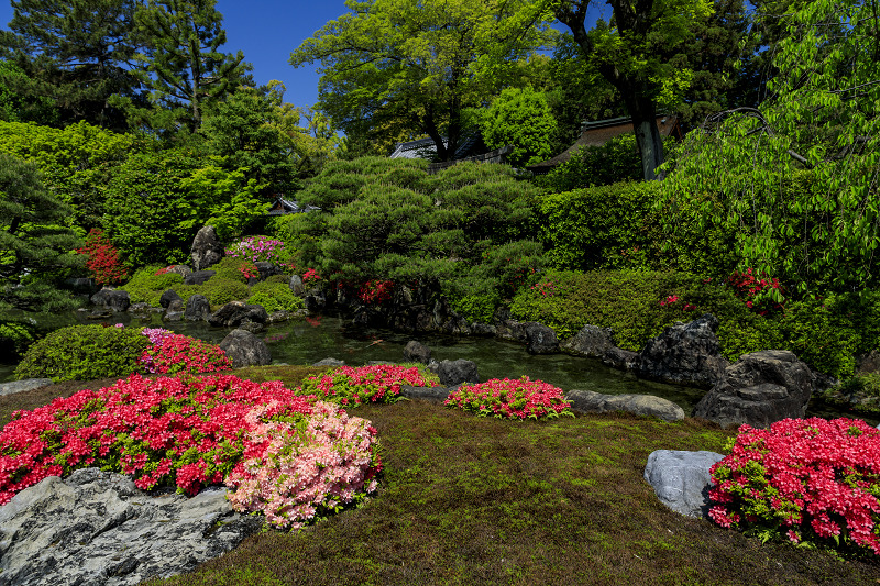 ツツジと春の花咲く城南宮_f0155048_052065.jpg