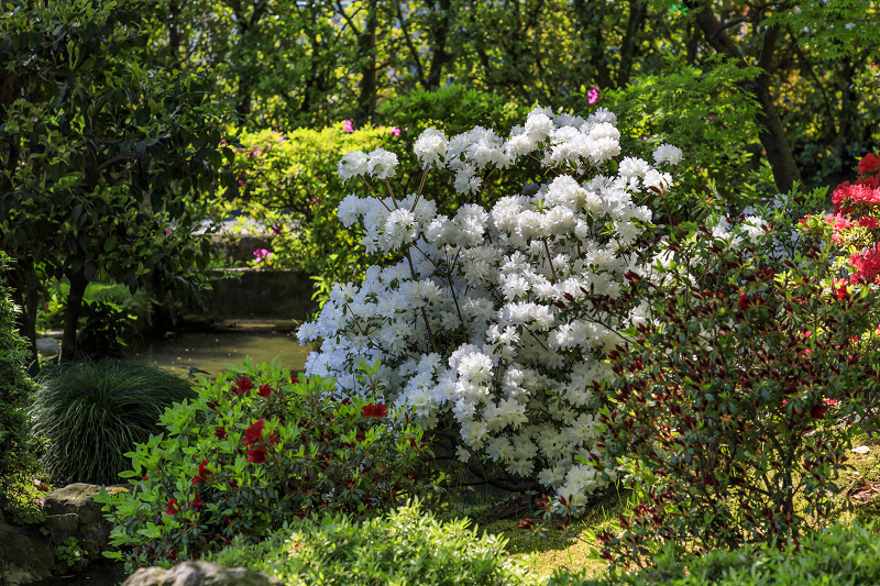 ツツジと春の花咲く城南宮_f0155048_0525934.jpg