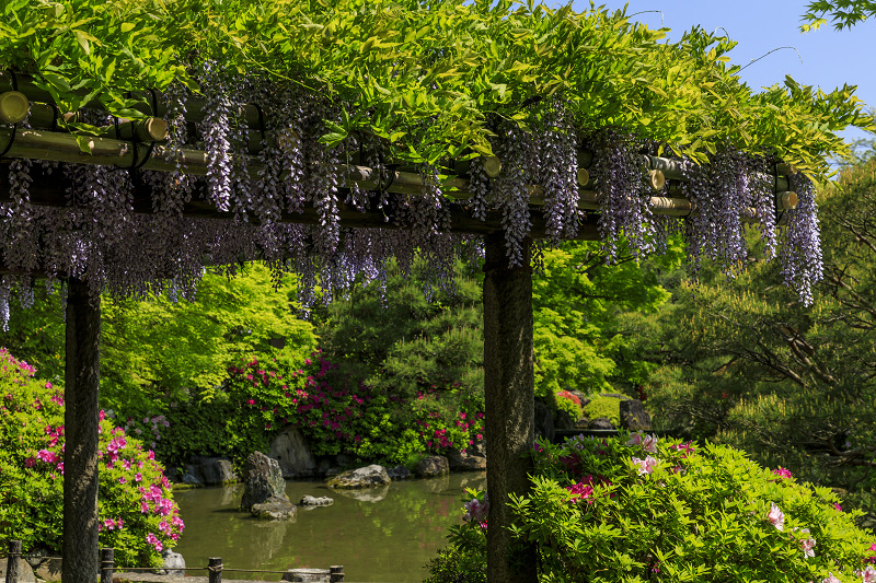 ツツジと春の花咲く城南宮_f0155048_053180.jpg