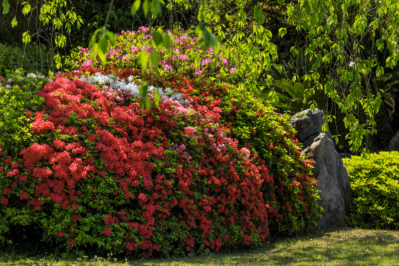 ツツジと春の花咲く城南宮_f0155048_0551660.jpg