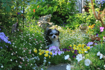 c0145250_11250324.gif