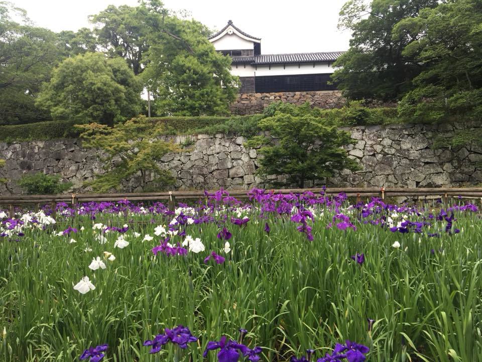 今が見ごろ！！花しょうぶ！in舞鶴公園_d0082356_09511560.jpg