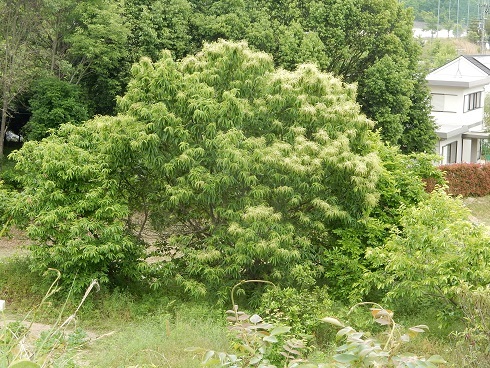 空気にあの独特のにおいが…_e0175370_22145501.jpg
