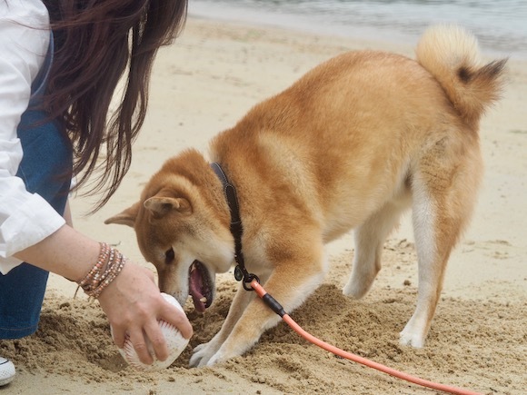 こっちゃん海を渡る　〜２０１８　５月〜　その２。_a0232774_10543945.jpg