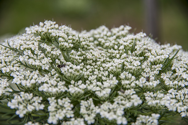 花と虫の仲_c0168780_21093039.jpg