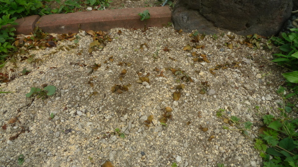c0212083_18422055.jpg