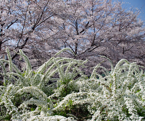 花と山野草/春の南浅川(3月)_b0123486_05270998.jpg