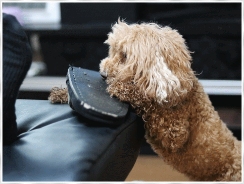 b0175688_20124233.gif
