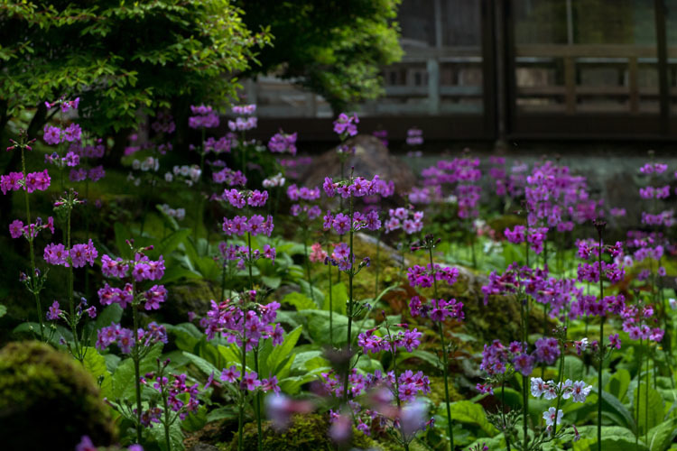 阿弥陀寺_e0051888_07032972.jpg