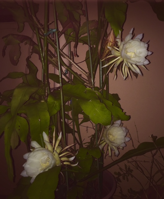 c0064389_053294.jpg