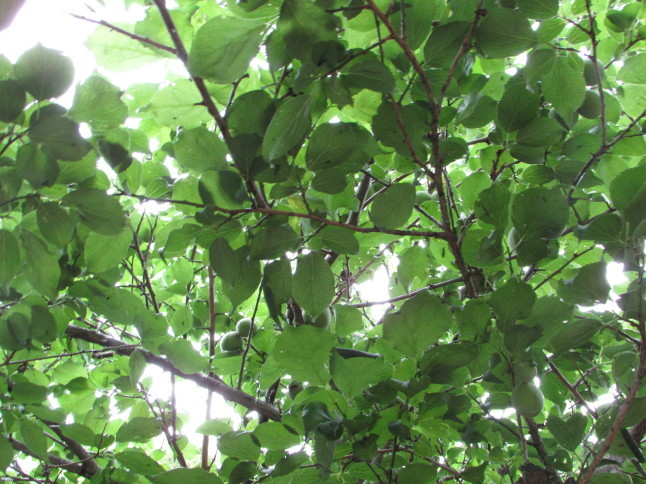 c0335990_07194351.jpg