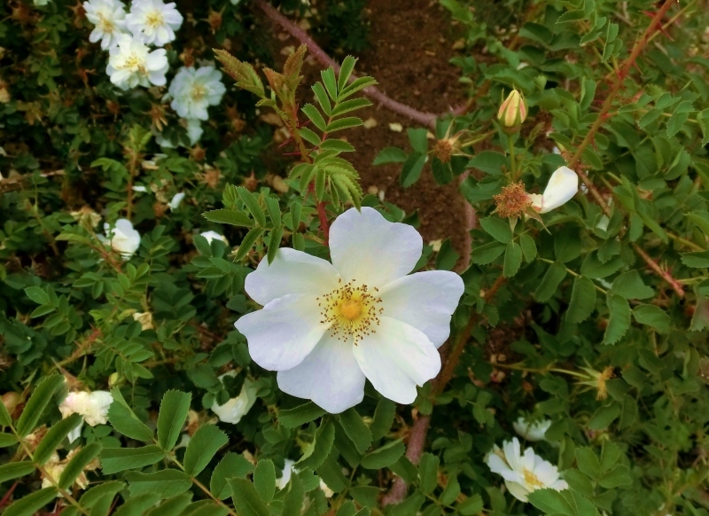 rosa_spinosissima_bicolor-