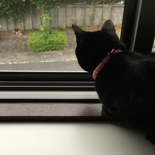 チビポーチ_e0358096_18461973.jpeg