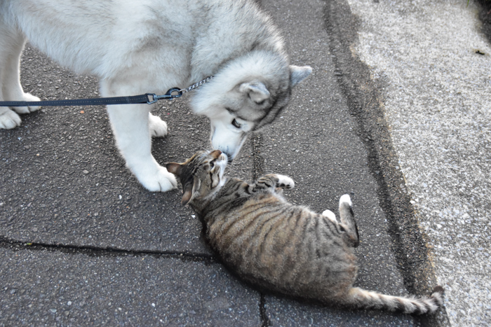 梅雨なのに、お散歩だっ！　(^o^)_c0049299_22025740.jpg