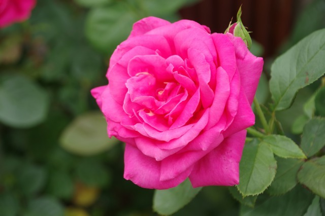 薔薇の2番花が咲き出したマイガーデン_b0356401_17035812.jpg
