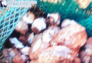ブラタモリ#106 萩 ~萩はなぜ 世界遺産になった?~_b0044404_11163366.jpg