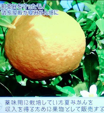 ブラタモリ#106 萩 ~萩はなぜ 世界遺産になった?~_b0044404_11181834.jpg