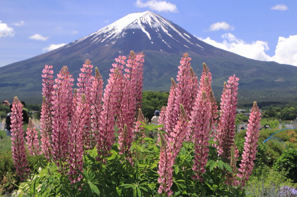 大石公園のルピナス 富士山大好き 写真は最高 大石公園のルピナス 富士山大好き 写真は最高
