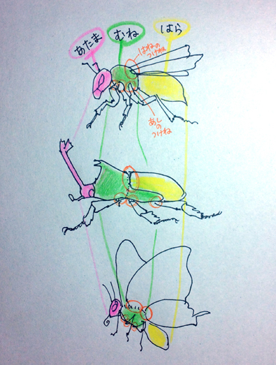 昆虫の描き方入門 造形 自然の教室 にじいろたまご