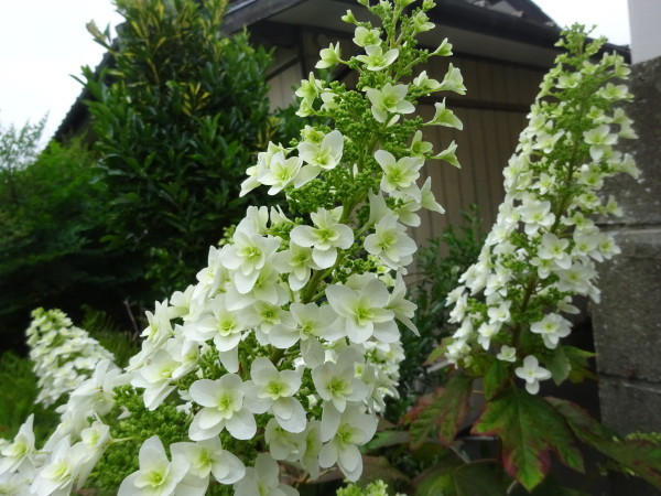 カシワバアジサイ 八重の花 18 5 30 徳ちゃん便り