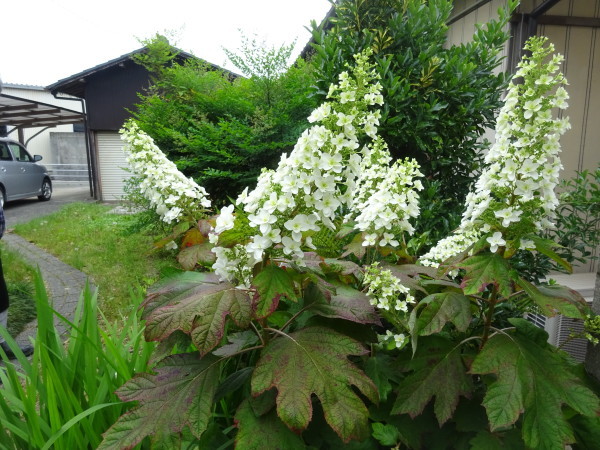 カシワバアジサイ 八重の花 18 5 30 徳ちゃん便り