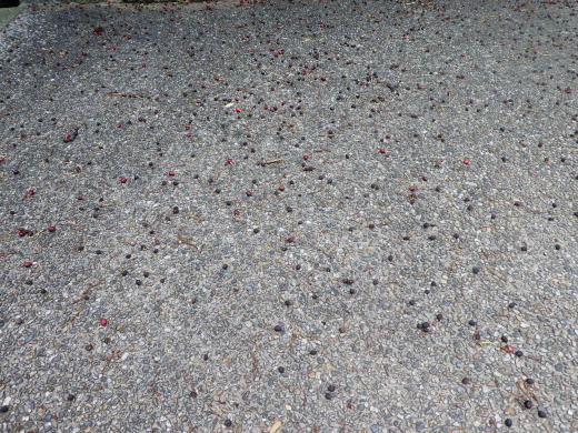 c0062511_21175675.jpg