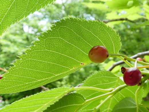 c0062511_21271909.jpg