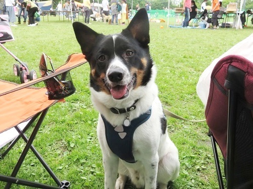 待ちに待ってた 犬の大運動会 チョビりくに癒される毎日
