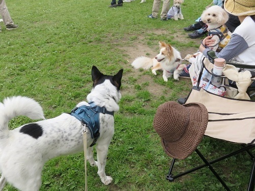 待ちに待ってた｢犬の大運動会｣ ⑤_c0084117_20061440.jpg