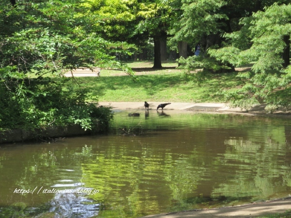 自分的公園ランキング第１位「代々木公園」_d0219019_21022636.jpg