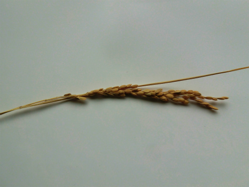 b0008825_10494355.jpg
